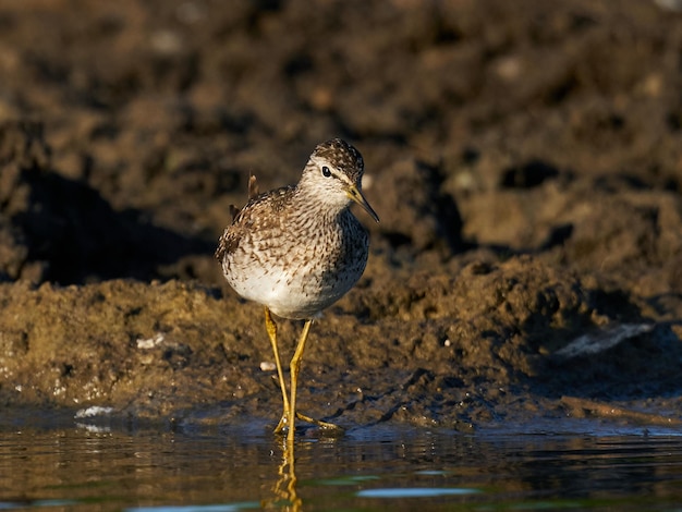 Bruchwasserläufer Tringa glareola