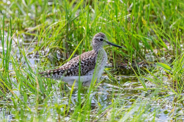 Bruchwasserläufer versteckt im hohen Sumpfgras