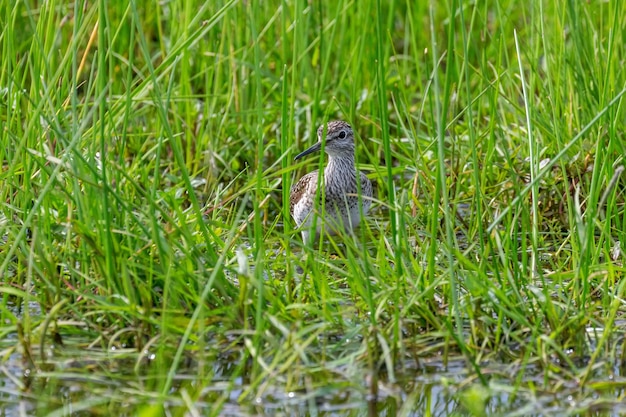 Bruchwasserläufer versteckt im hohen Sumpfgras