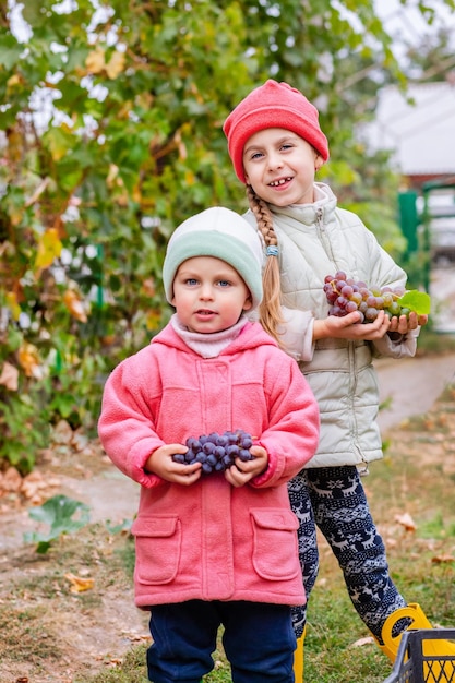 Bruder und Schwester mit Weintrauben in der Hand im Garten ernten auf dem Bauernhof Kinder reißen Weintrauben