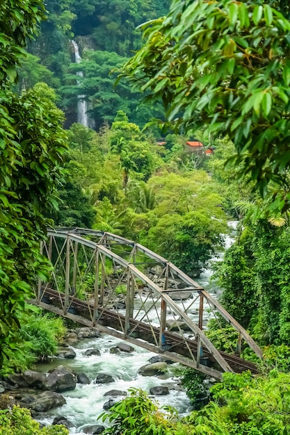 Brücke im Dschungel