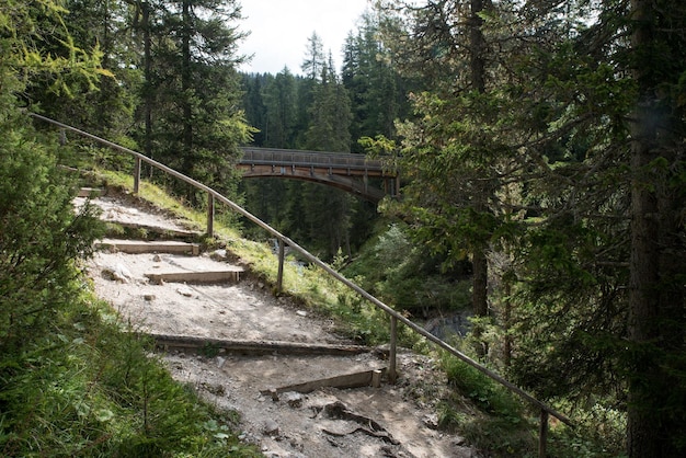 Brücke im Wald