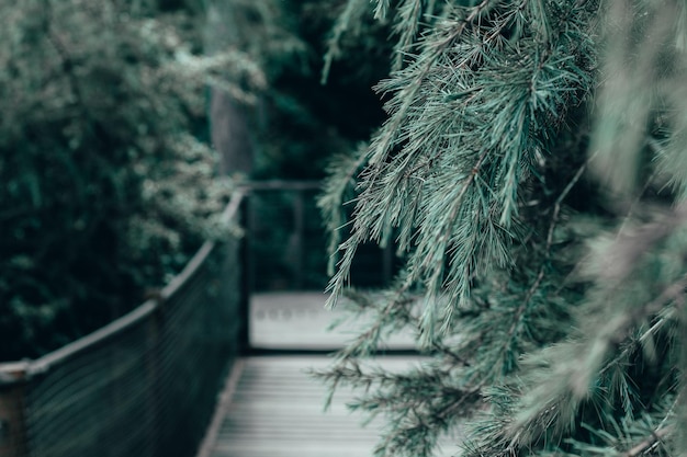 Brücke im Wald