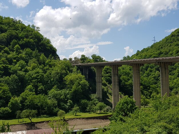 Brücke inmitten von Bäumen und Pflanzen im Wald gegen den Himmel