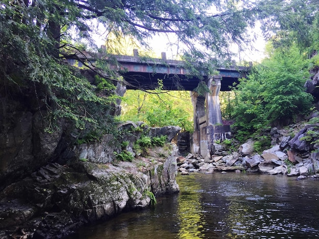 Foto brücke über einen fluss im wald