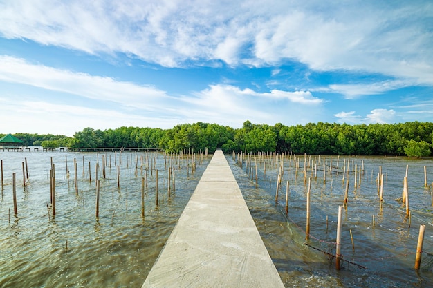 Brücke und Mangrovenwald, Luftaufnahme Kleine Brücke über den Mangrovenkanal, Thailand, Luftaufnahme