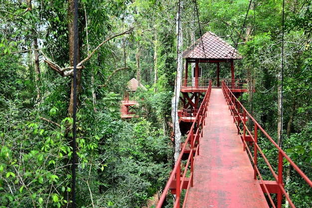 Brücke zum Dschungel