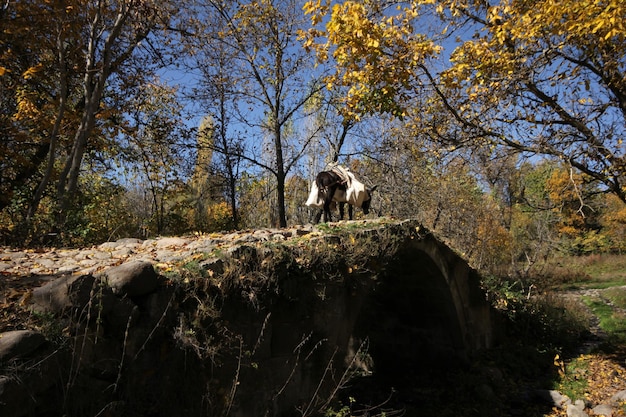 Brücke