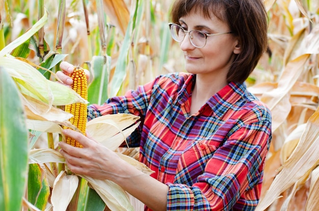 Brünette kaukasische Landarbeiterin mittleren Alters mit Brille, die Maiskolben am sonnigen Sommertag auf dem Feld inspiziert