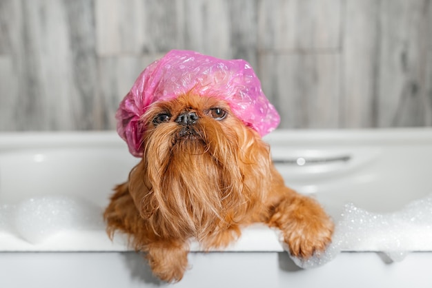 Brüsseler Griffon badet in einer rosa Badekappe