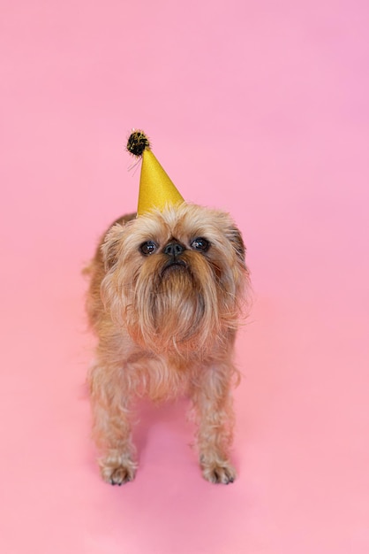 Brüsseler Griffon-Hund, der einen Geburtstag oder Karneval feiert und einen Partyhut trägt, isoliert auf einem rosa Hintergrund