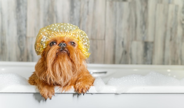 Brüsseler Griffon in der Badewanne mit Badekappe