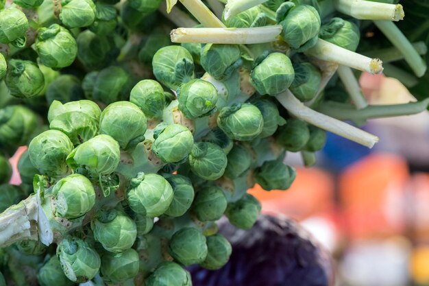 Brüsseler Kohl Biologisches frisches Gemüse auf dem Markt