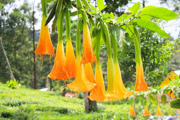 Brugmansia amarilla o bunga terompet trompeta de ángeles trompeta o Datura flor de la flor en un jardín