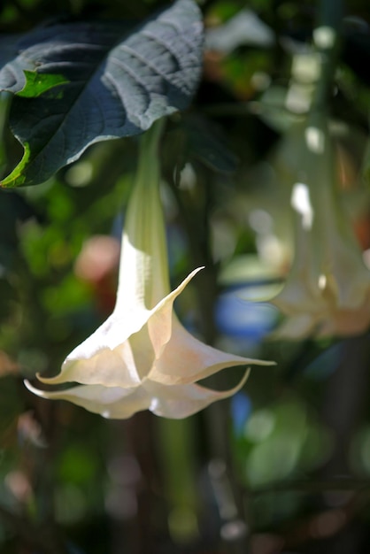 Brugmansia también conocida como trompeta de Ángel