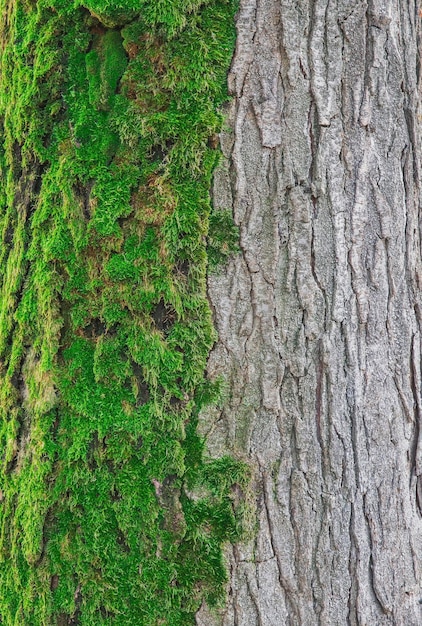 brújula natural, enorme árbol medio cubierto de musgo