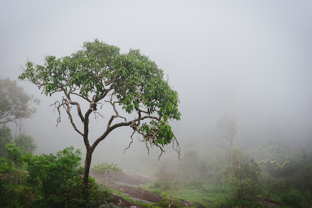 Foto brumosa selva tropical con vapor y humedad.