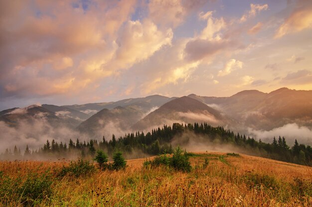 Brumoso paisaje de verano brillante por la mañana con niebla pradera dorada y nubes