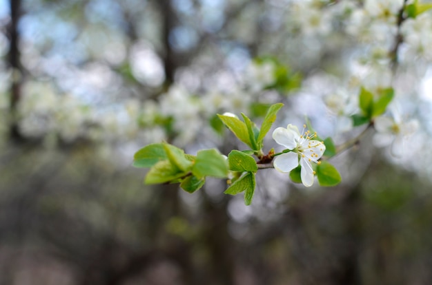 brunch de árbol floreciente con flores blancas en bokeh