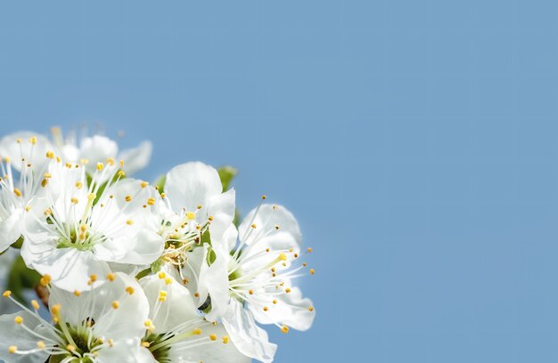 Brunch del árbol floreciente de la primavera. Imagen suave de brunch de árbol floreciente con flores blancas y espacio de copia