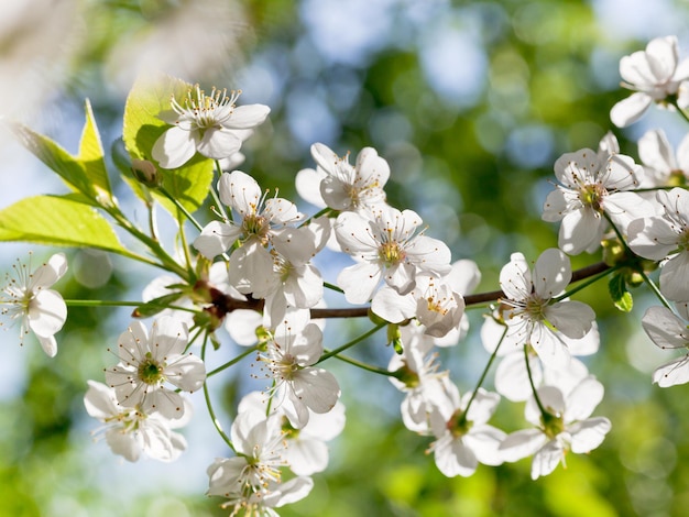 Brunch de árbol con flores blancas de primavera