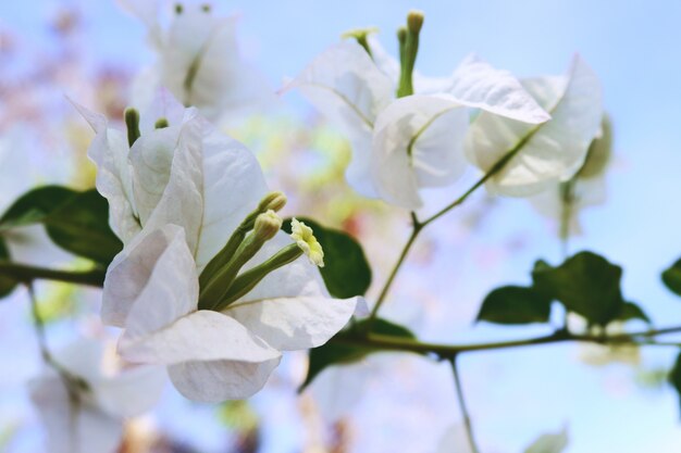 Brunch de árvore florescendo com flores brancas