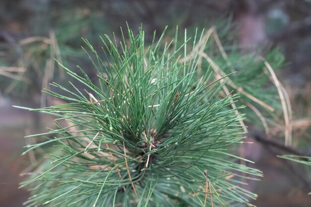 Brunch de Blue Spruce Tree de perto