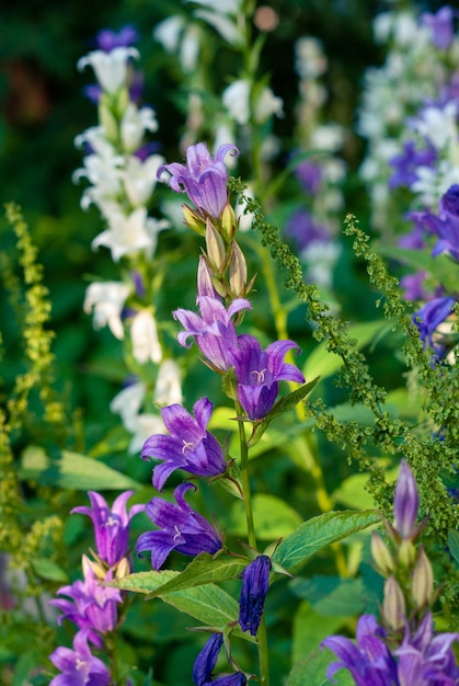 Brunch de Campânula latifolia com campânulas violetas em um canteiro de flores urbano