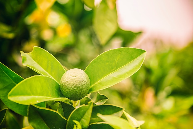 Brunch de laranja no brasil no inverno em um dia nublado