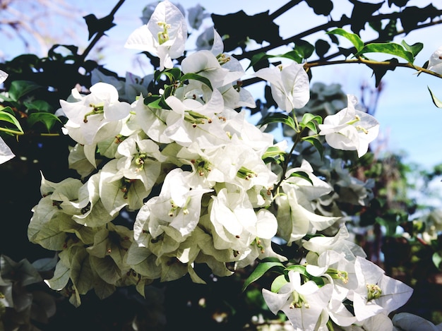 Brunch floreciente con flores blancas.