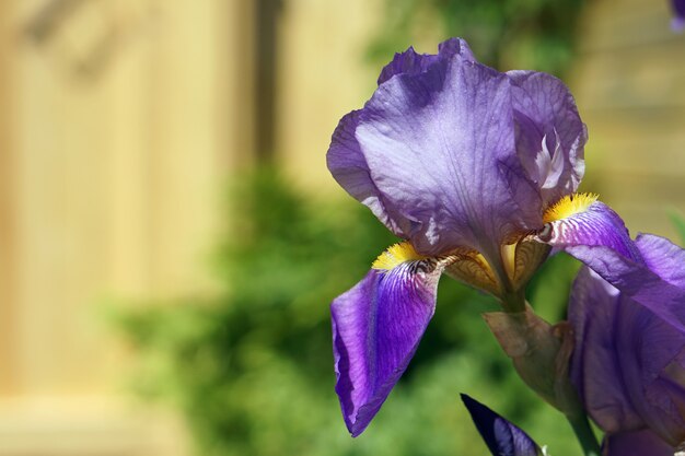 Brunch floreciente de las flores del iris en jardín