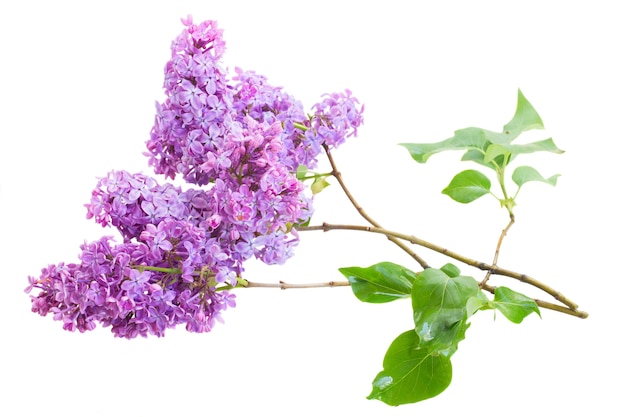 Brunch de flores lilas aislado sobre fondo blanco.