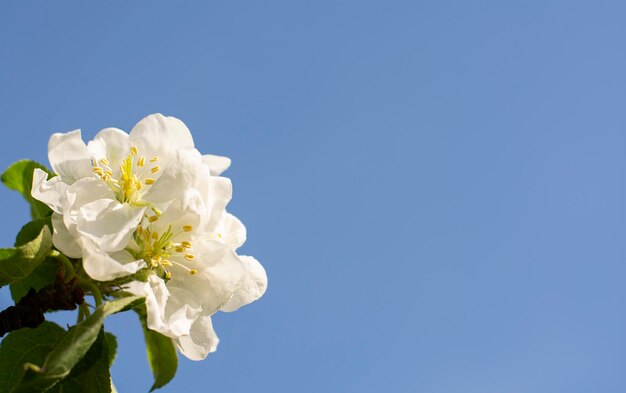 brunch de flores de manzana florecientes sobre fondos azules cielo azul y flores blancas espacio de copia