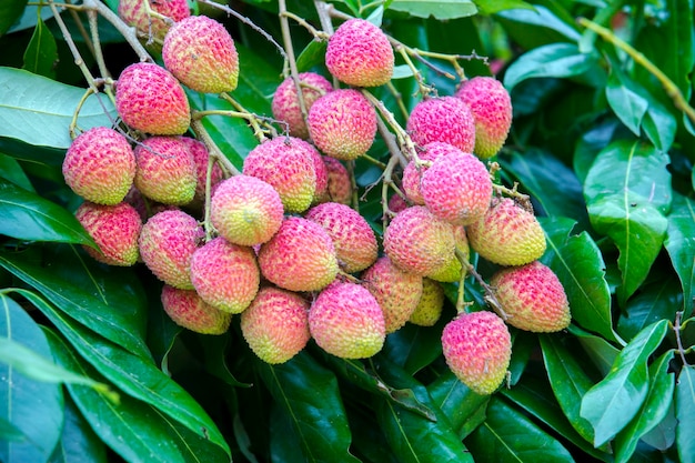 Brunch de frutas frescas de lichi colgando de un árbol verde