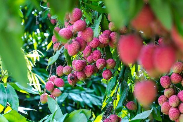 Brunch de frutas frescas de lichi colgando de un árbol verde