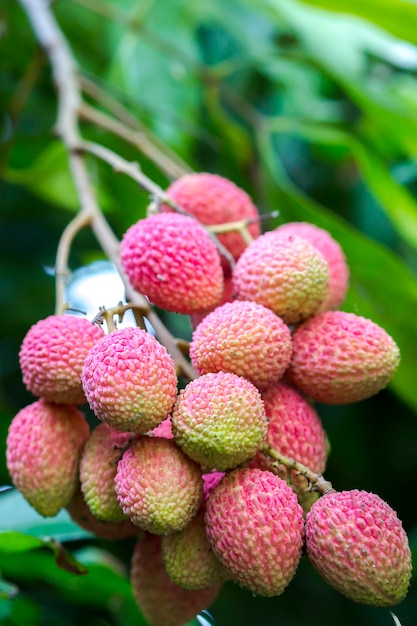 Brunch de frutas frescas de lichi colgando de un árbol verde