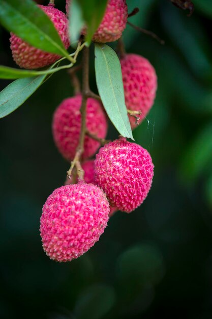 Brunch de frutas frescas de lichi colgando de un árbol verde