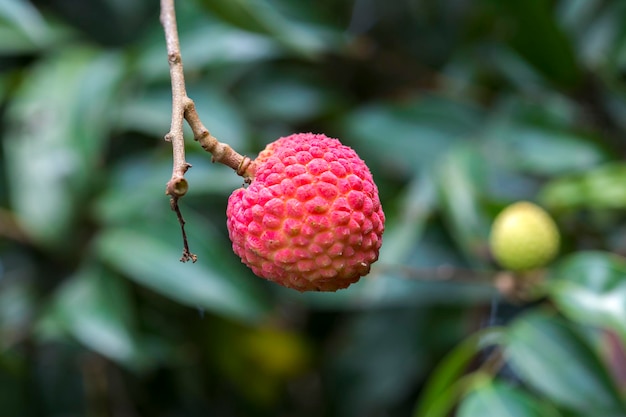 Brunch de frutas frescas de lichiChina3 colgando de un árbol verde