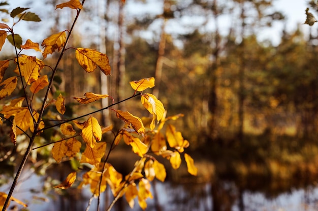 Brunch de hojas amarillas frente al fondo de papel tapiz de la temporada de otoño del bosque de otoño borroso