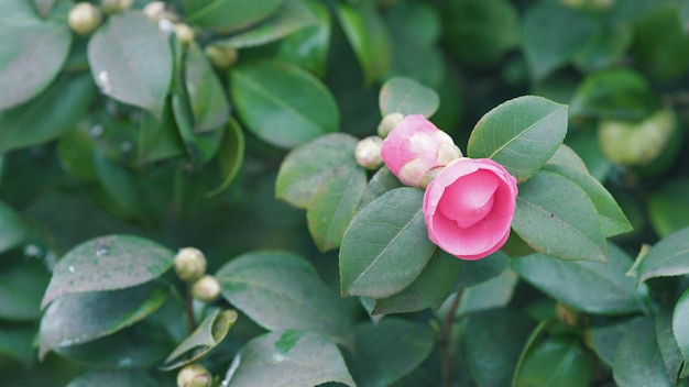 Brunch de ramas entre hojas verdes frescas camelia con concepto de amor de flor rosa