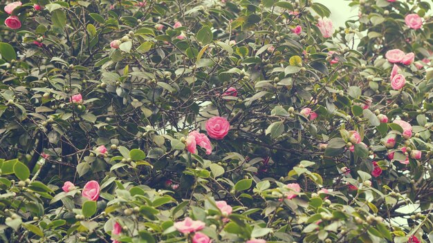 Foto brunch de ramas entre hojas verdes frescas camelia con concepto de amor de flor rosa