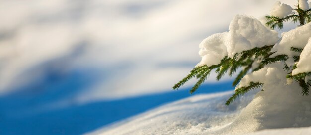 Brunches de árvore spruce tenro jovem com agulhas verdes cobertas com neve profunda e geada em fundo de espaço de cópia colorido azul e branco brilhante. cartão de feliz natal e feliz ano novo.