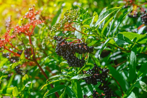 Foto brunches de planta medicinal madura de mirtilo preto tratamento do coronavírus remédios naturais