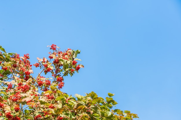 Brunches von Red Viburnum gegen klaren blauen Himmel mit Textfreiraum. Herbsterntekonzept