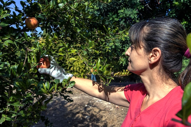 Brunettefrau, die Granatapfel vom Baumast auswählt