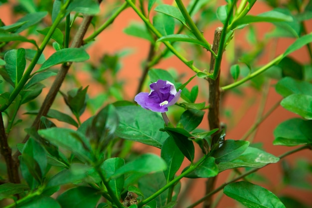 Brunfelsia australis planta de flor blanca púrpura