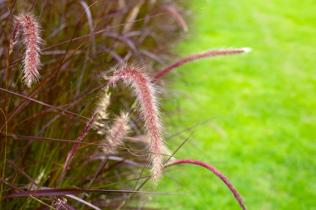 Brunnengras oder pennisetum alopecuroides