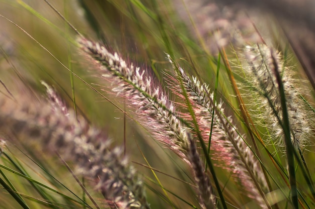 Brunnengras-Zierpflanze im Garten