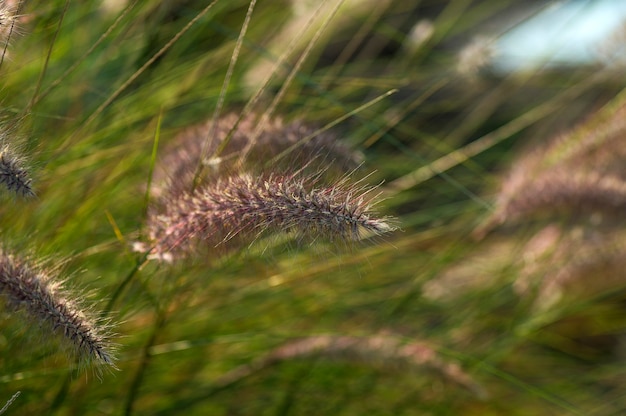 Brunnengras-Zierpflanze im Garten