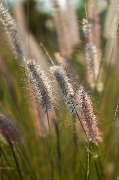 Brunnengraspflanze im Garten